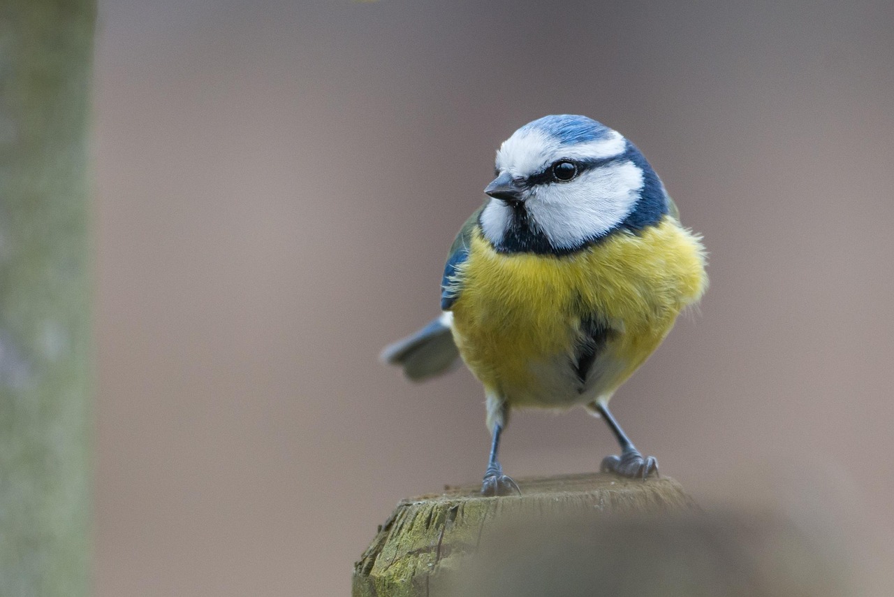 Blue Tit