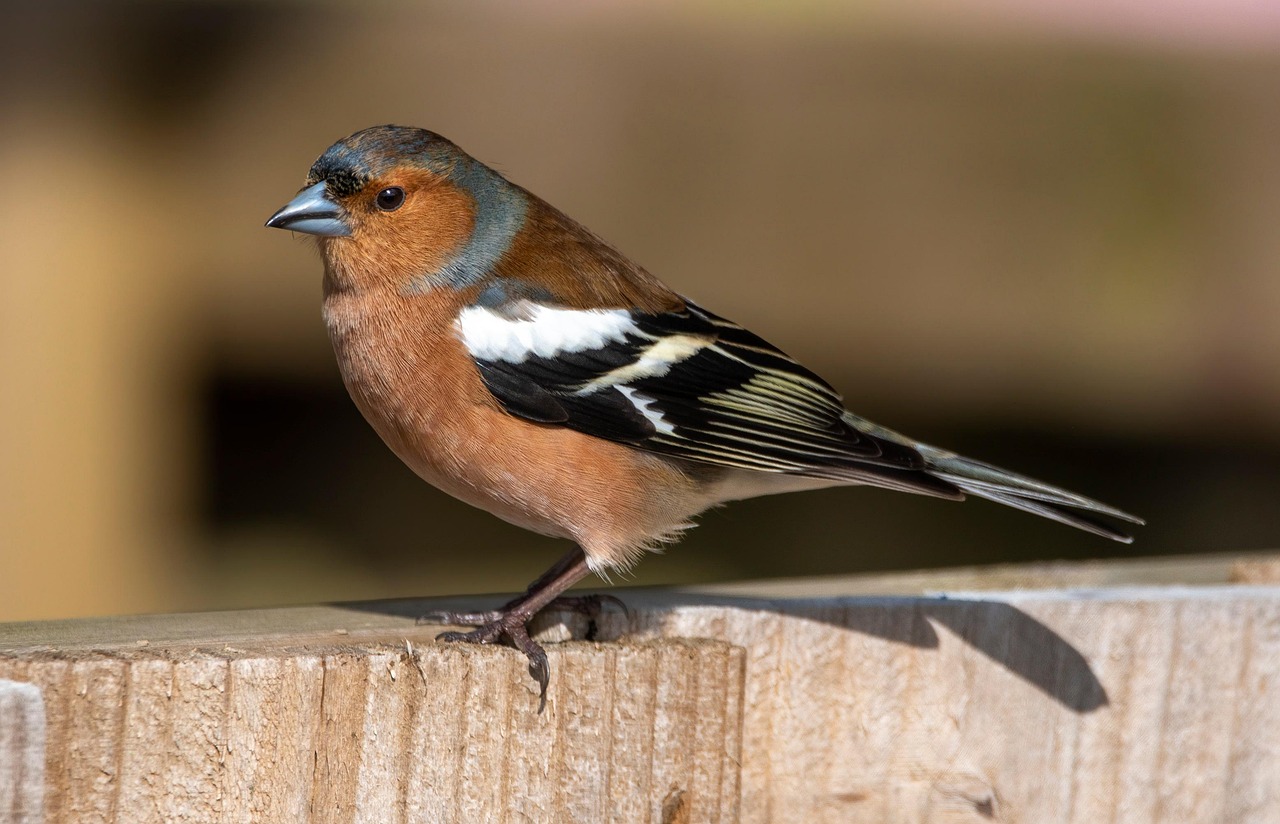 Chaffinch