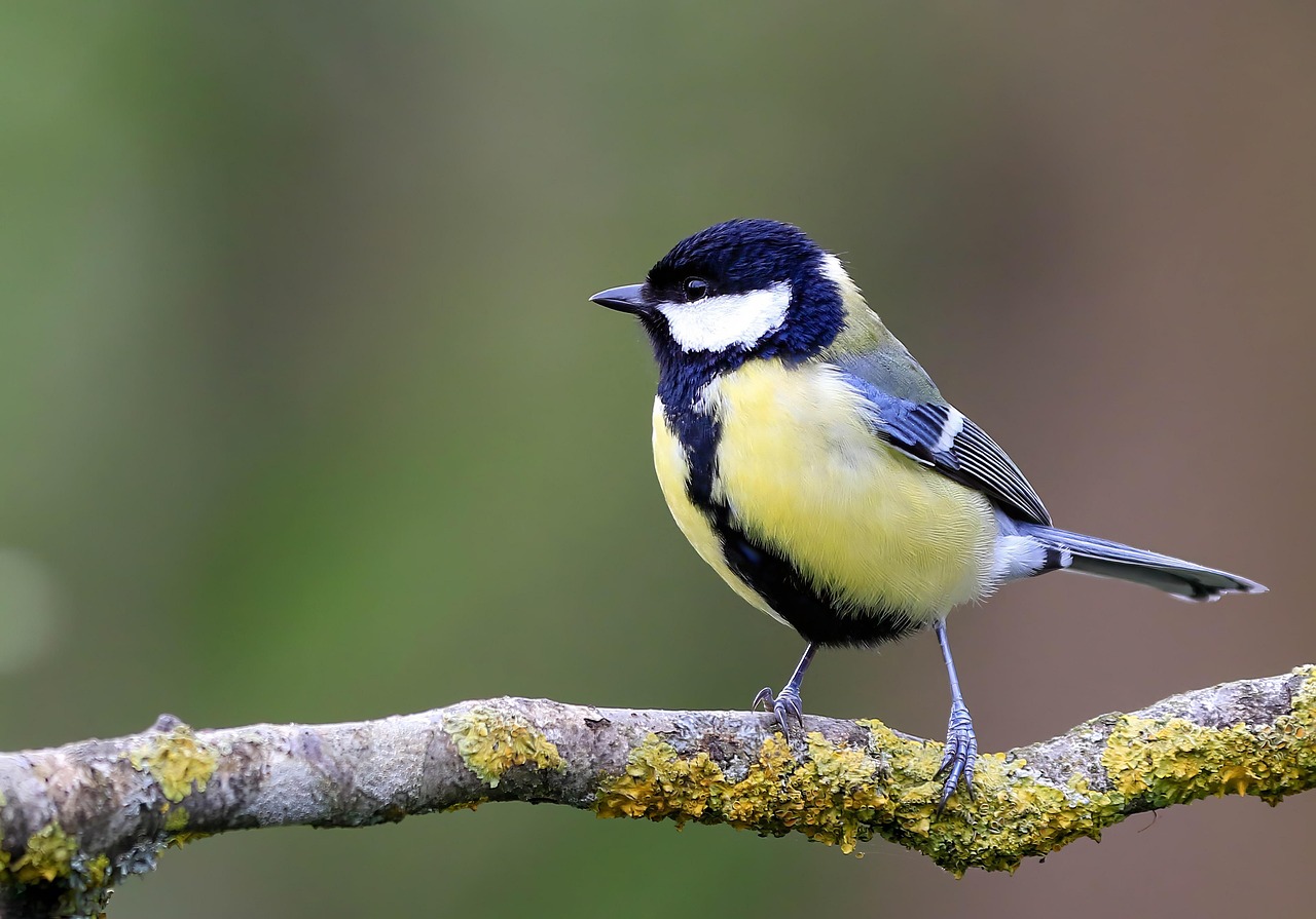 Great Tit
