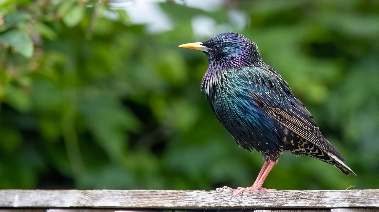 Starling