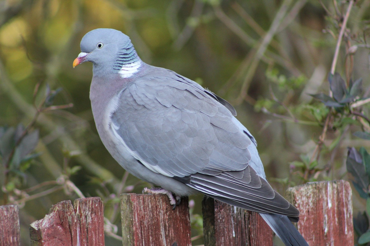 Woodpigeon