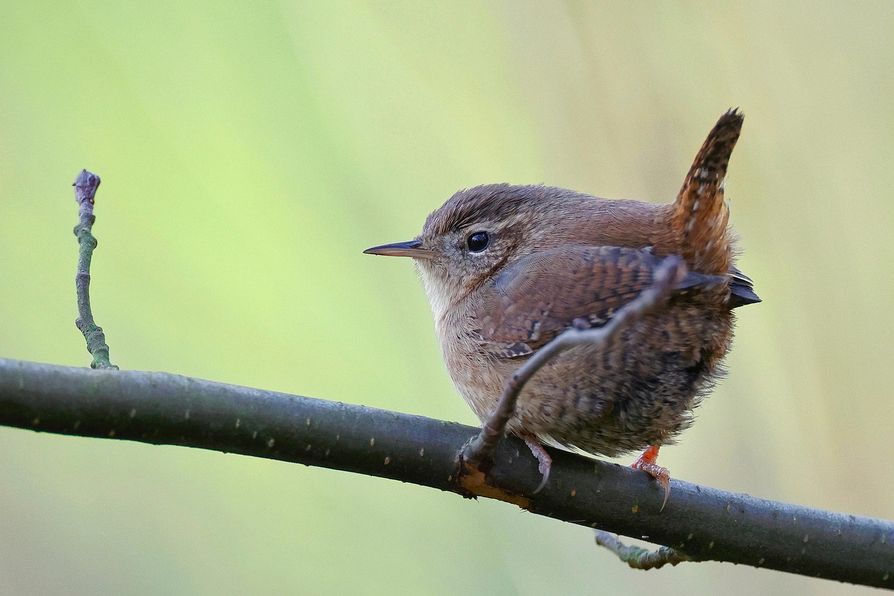 Wren